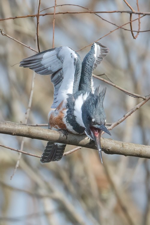 Post your interesting or crazy looking bird shots