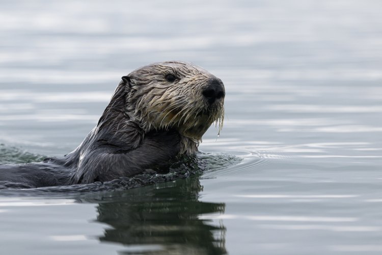 Sea Otter checking out my kayak