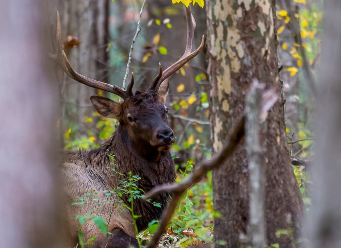 Smoky Mountain Elk