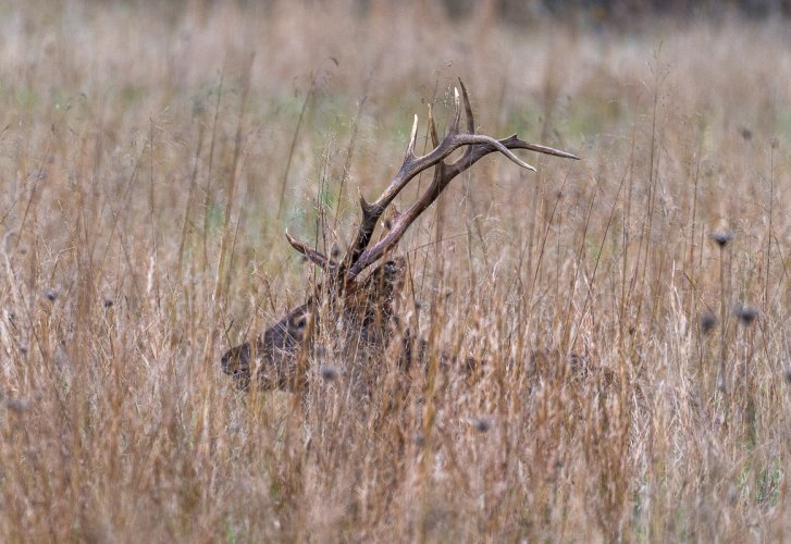 Smoky Mountain Elk