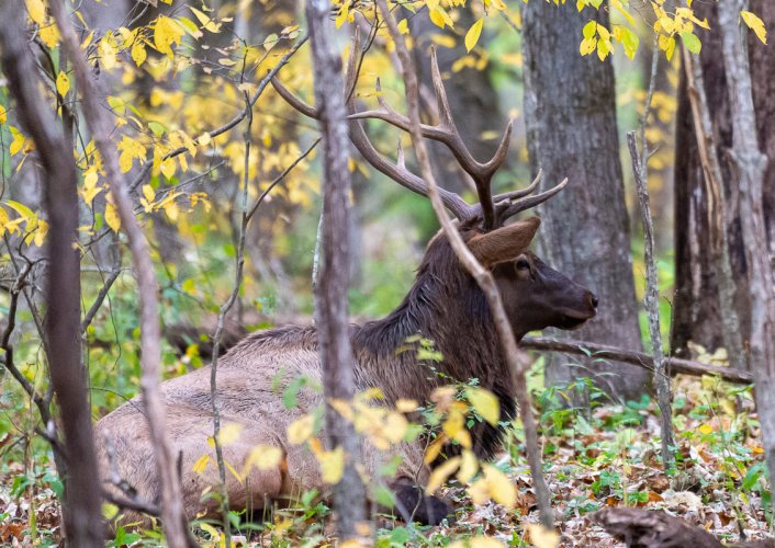 Smoky Mountain Elk