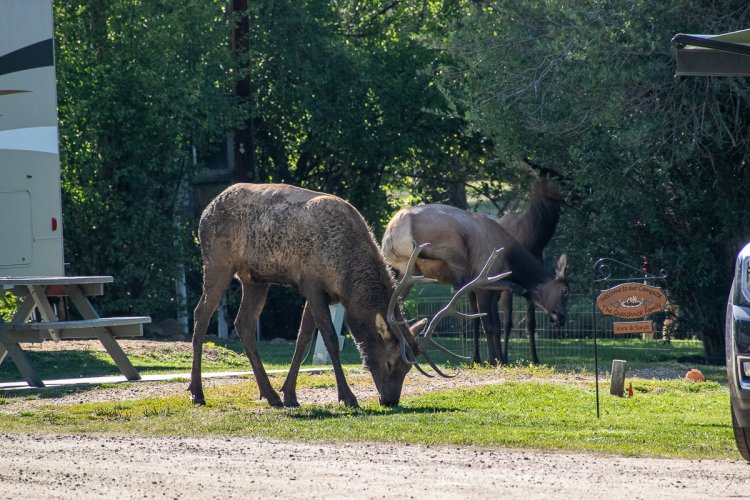 Smoky Mountain Elk