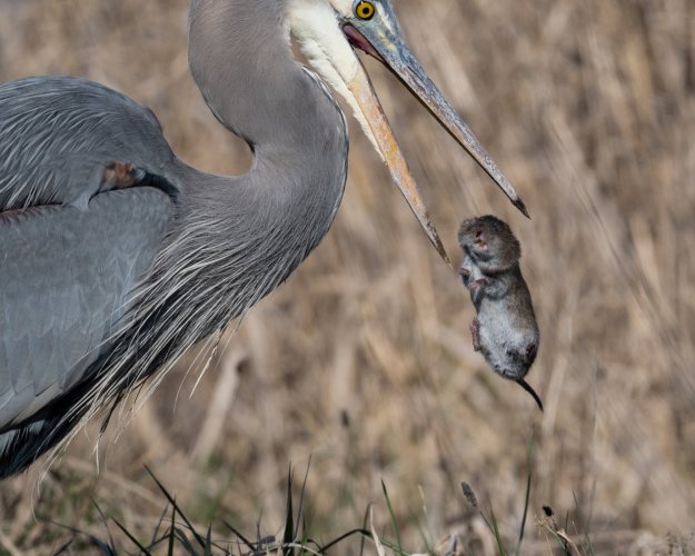 Heron vs Vole I love burst mode.