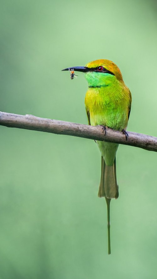Green bee-eater with a proud catch!!