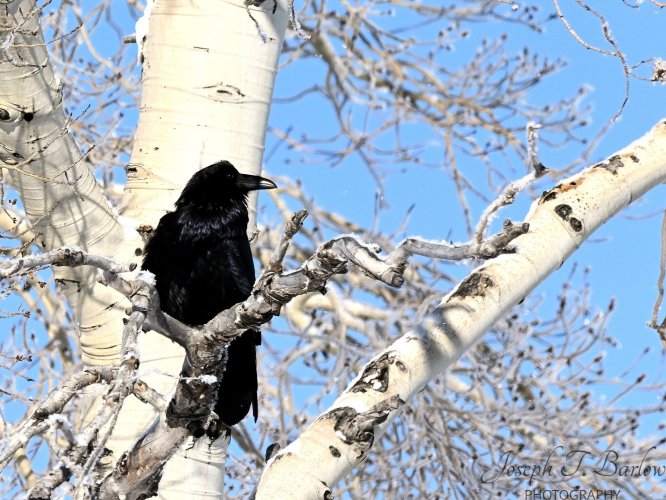 Raven in Yellowstone