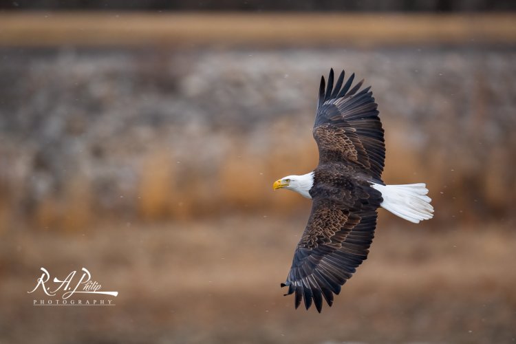 Mississippi River Eagle images at Sunset Park, Rock Island, Illinois