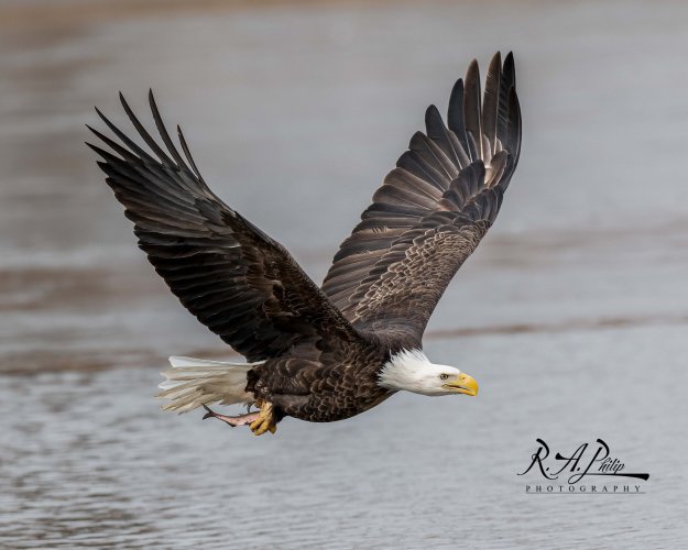 Mississippi River Eagle images at Sunset Park, Rock Island, Illinois