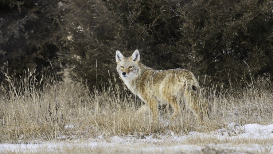 Backyard Visitor - Coyote