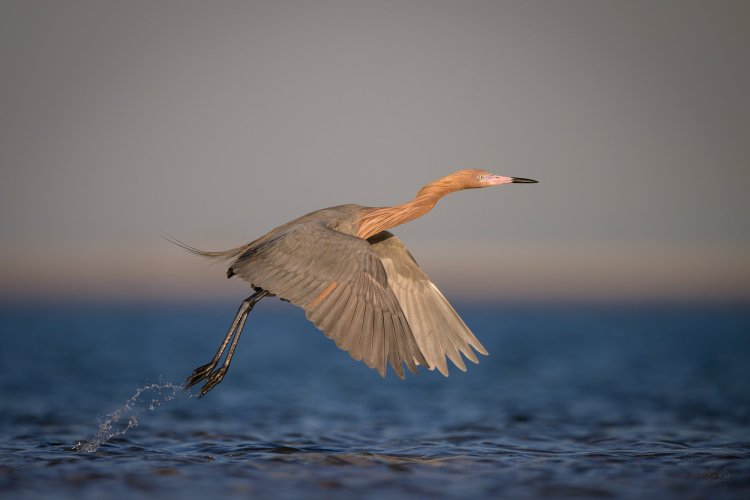 Reddish egret out of the water