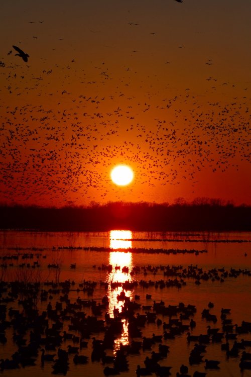 Snow Geese at Sunset