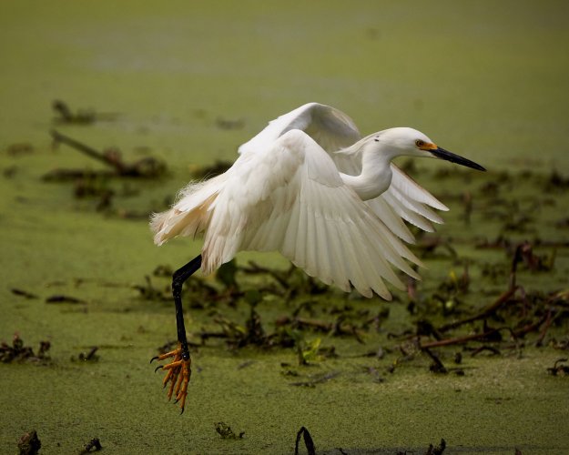 Snowy Egret Heading Out