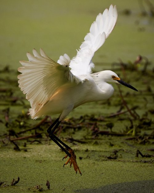 Snowy Egret Heading Out