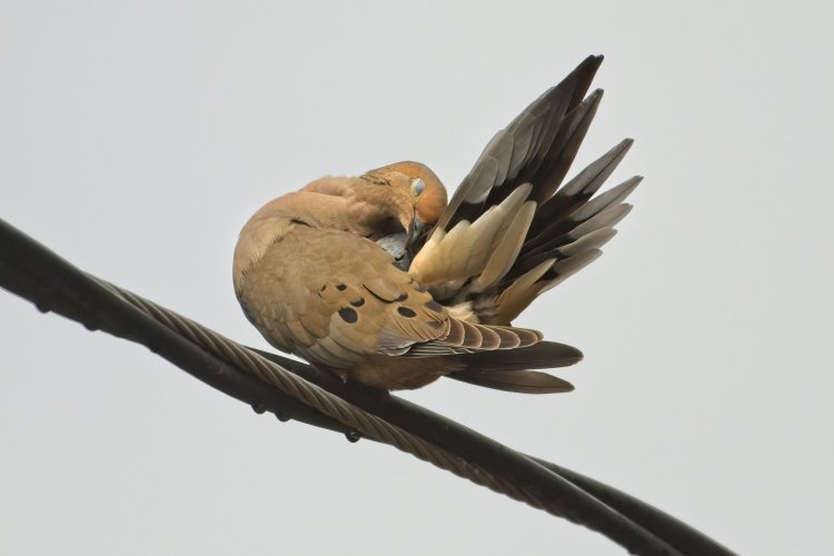 Any love for the Morning Dove?
