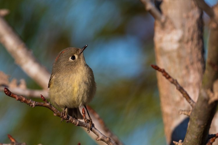 Some Love for the Little Guys - Share your Songbird/Warblers/Wrens....