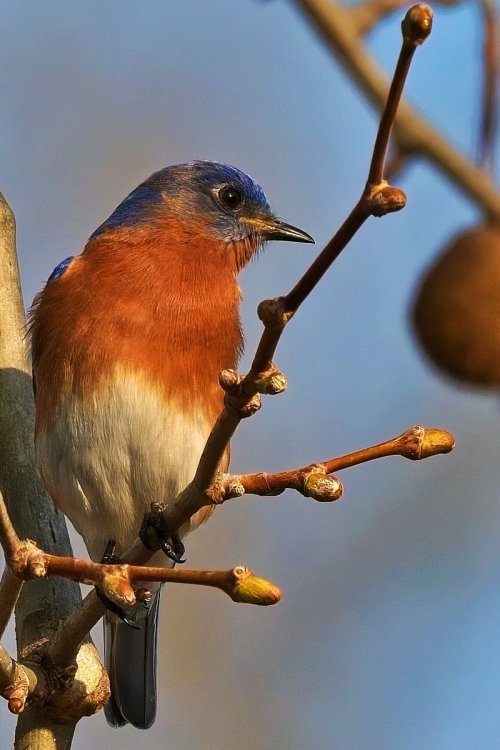 Bluebird and buds..............