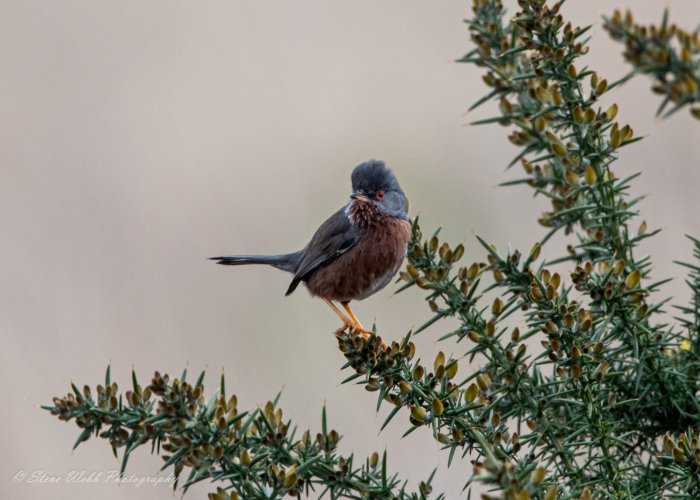 Dartford Warbler