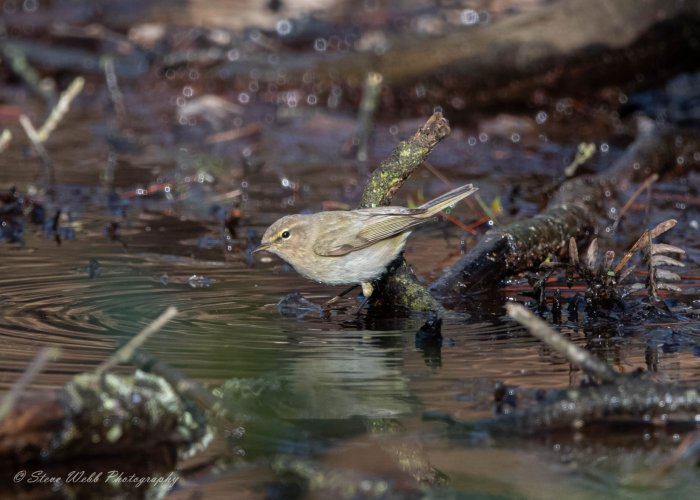 Common Chiffchaff