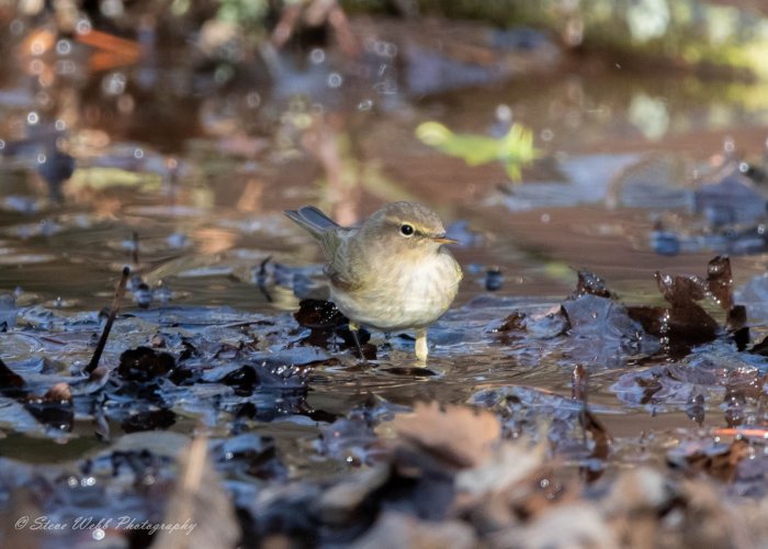 Common Chiffchaff