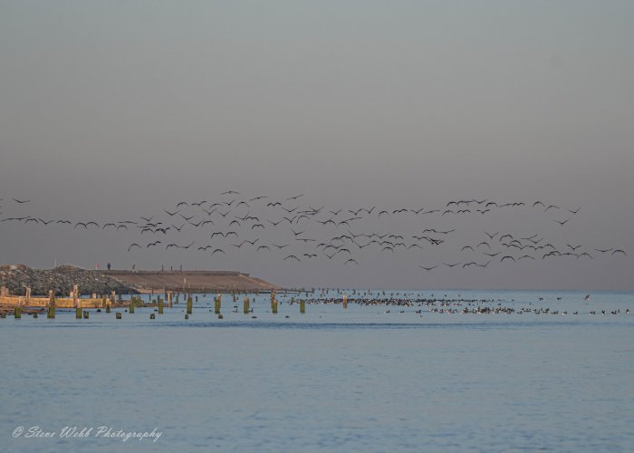 Brent Geese