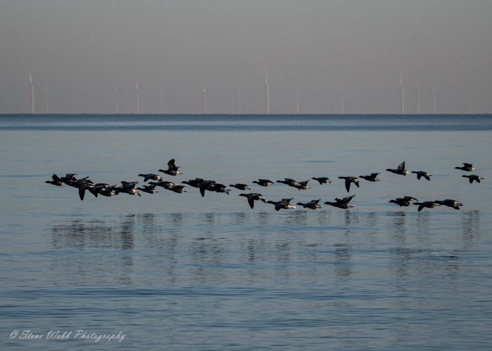 Brent Geese