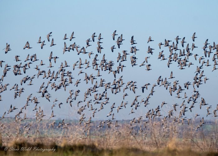 Brent Geese