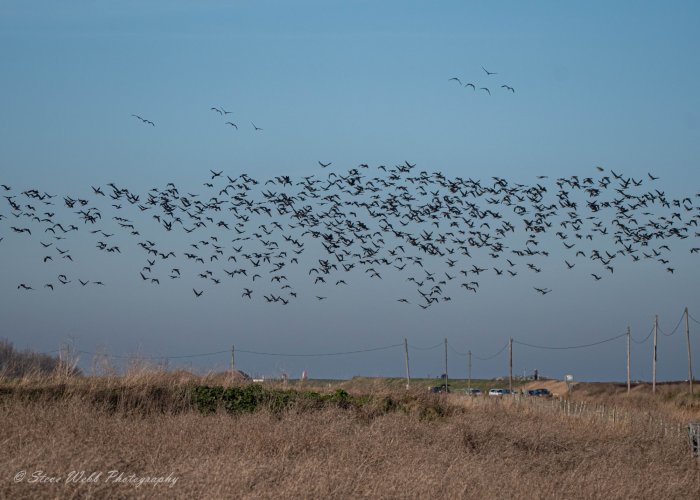 Brent Geese