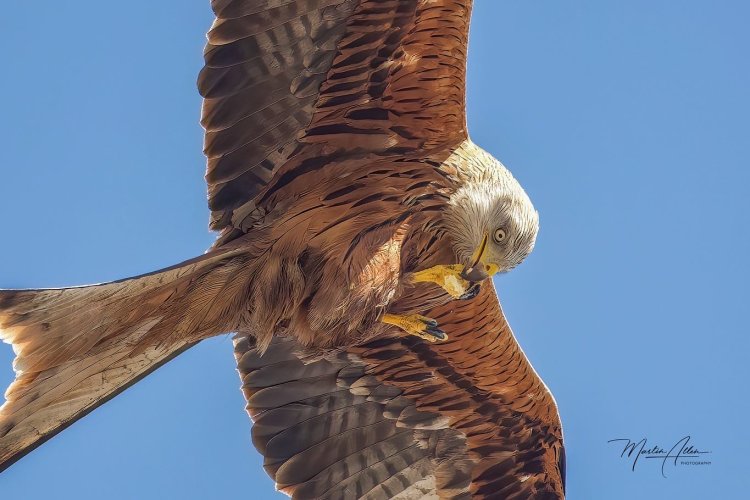 Red Kite With Lunch On The Go