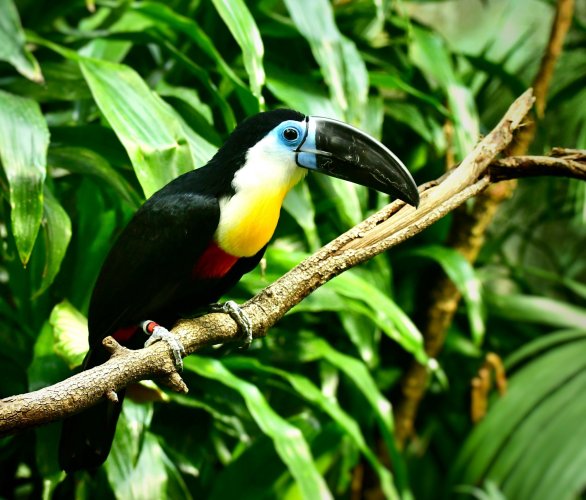 Toucan posed for me
