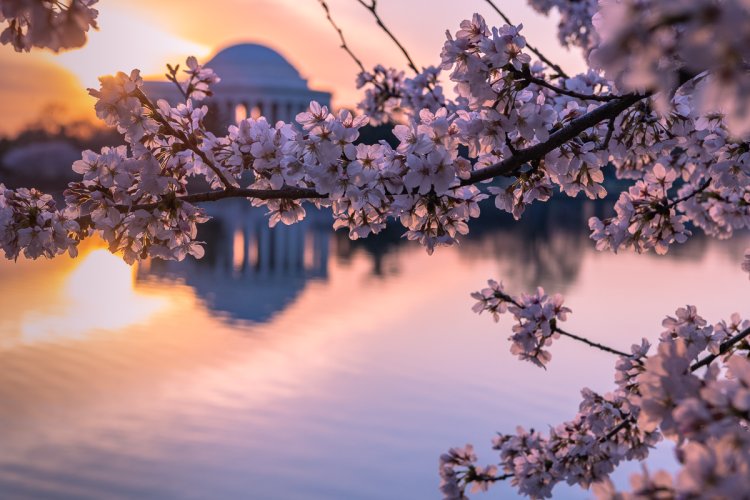 Cherry Blossoms at the Tidal Basin - Washington DC