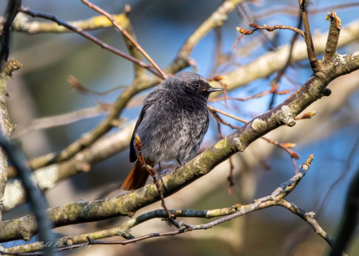 Black Redstart