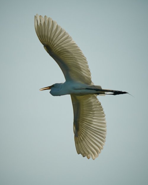 Transparent Egret