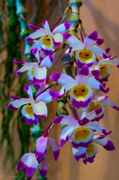 OrchidShow2-6.jpg