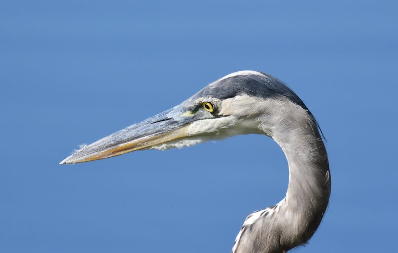 GBH watching...