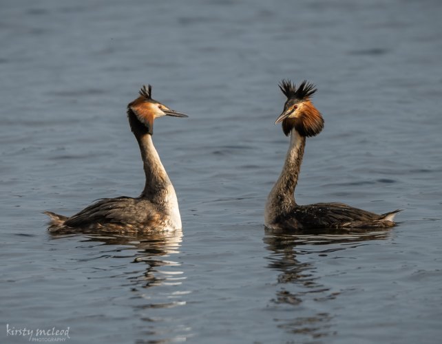 Great created grebe courtship display