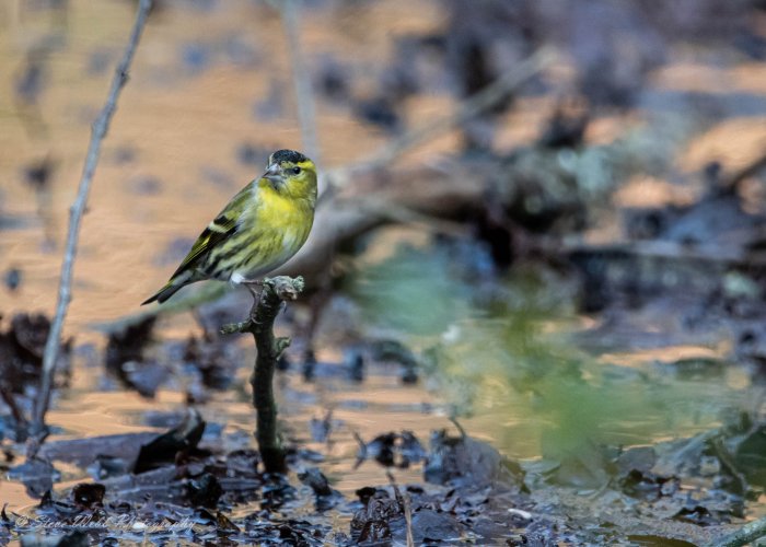 Gorgeous Siskin