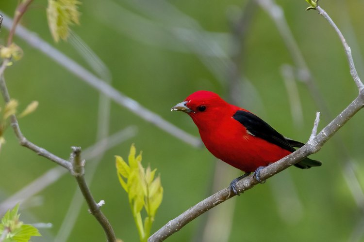 Some Love for the Little Guys - Share your Songbird/Warblers/Wrens....