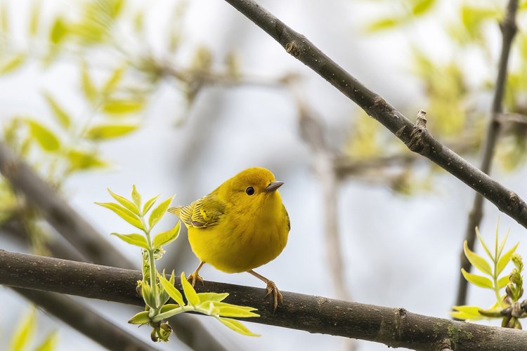 Some Love for the Little Guys - Share your Songbird/Warblers/Wrens....