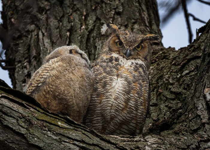 Great Horned Owl & Owlets