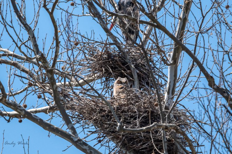 GHO nest in heronry