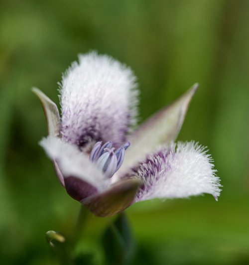 Calochortus tolmiei flower