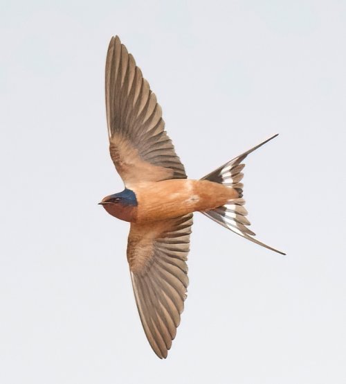 Barn Swallow - (Hirundo rustica)  (First time posting a photo on BCG)