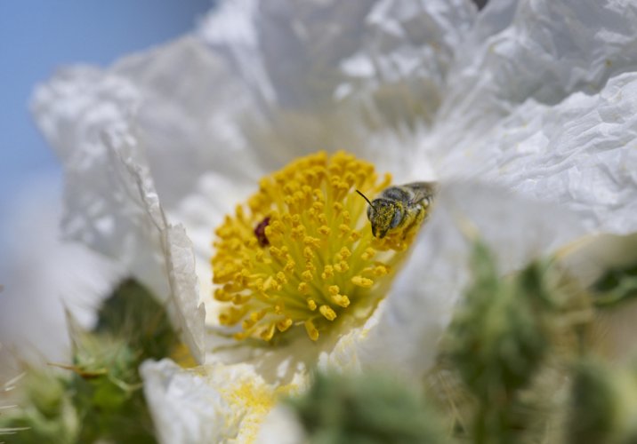 Megachilid bee in Mojave National Preserve