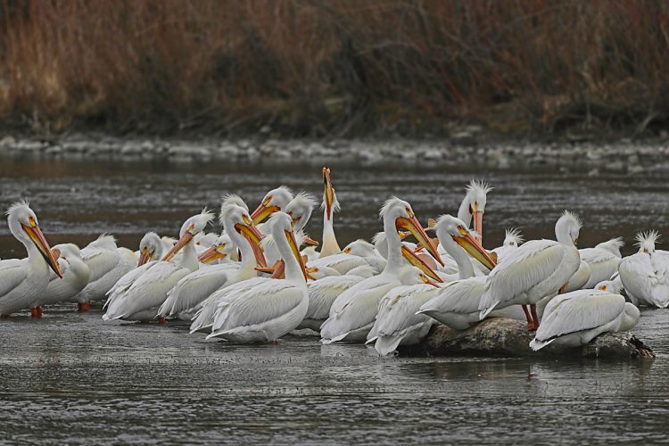 American White Pelicans are back in the Greater Yellowstone Ecosystem again.