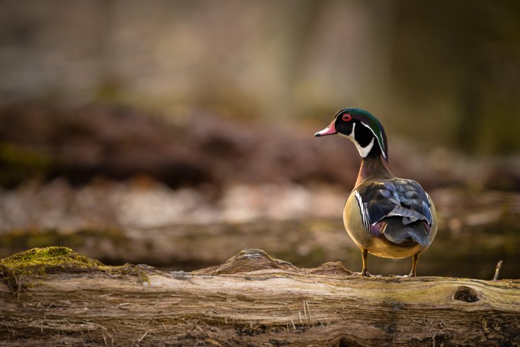 Wood Duck in the Woods