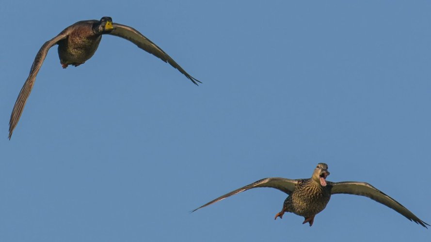 Male & Female Mallards in Flight