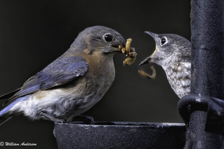 Eastern Bluebird and Hungry Fledging