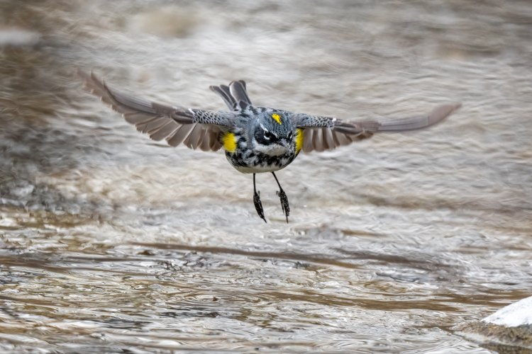 Yellow-rumped warbler nabbing insects