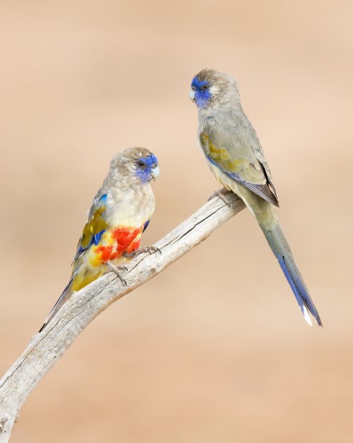 Australian parrots - a few from a recent trip to Western Qld.
