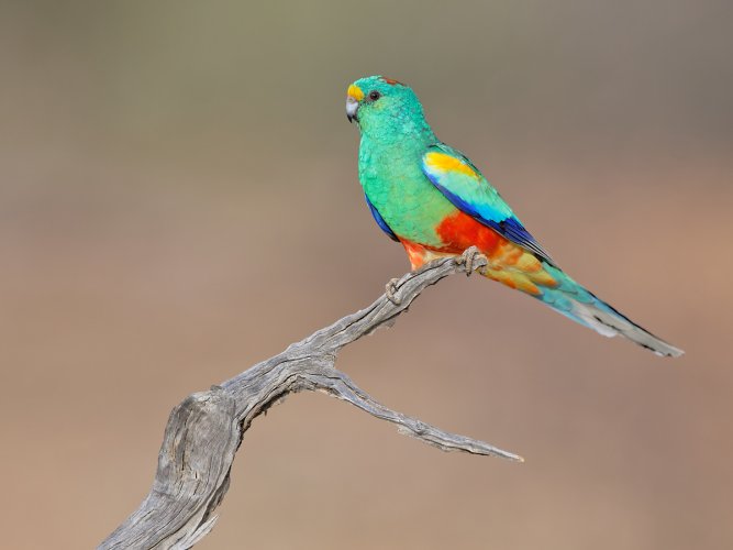 Australian parrots - a few from a recent trip to Western Qld.