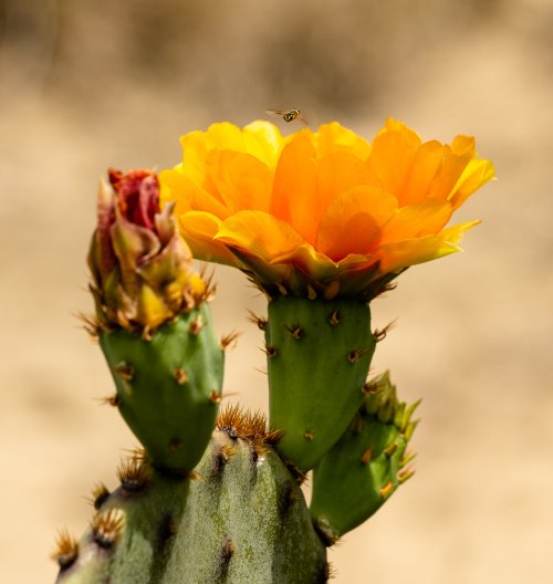 Nopales (Prickly Pear Cactus) Blossoms